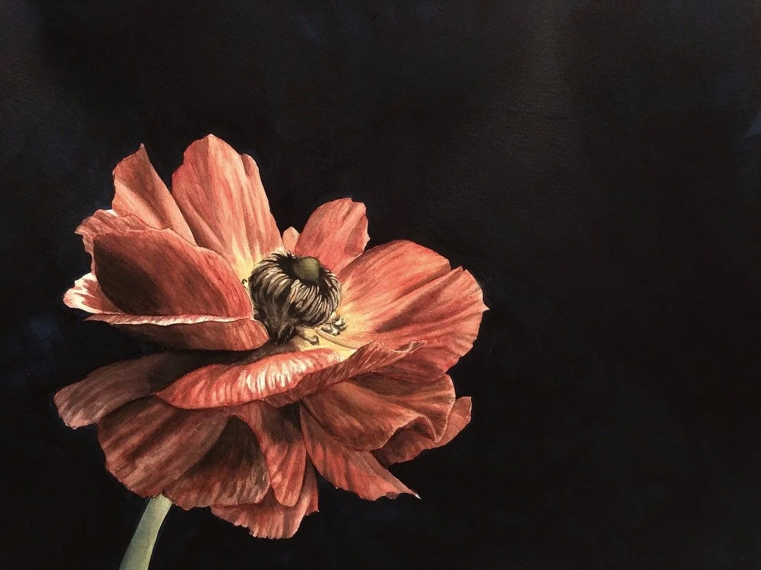 Bot - Ranunculus red (low).JPG