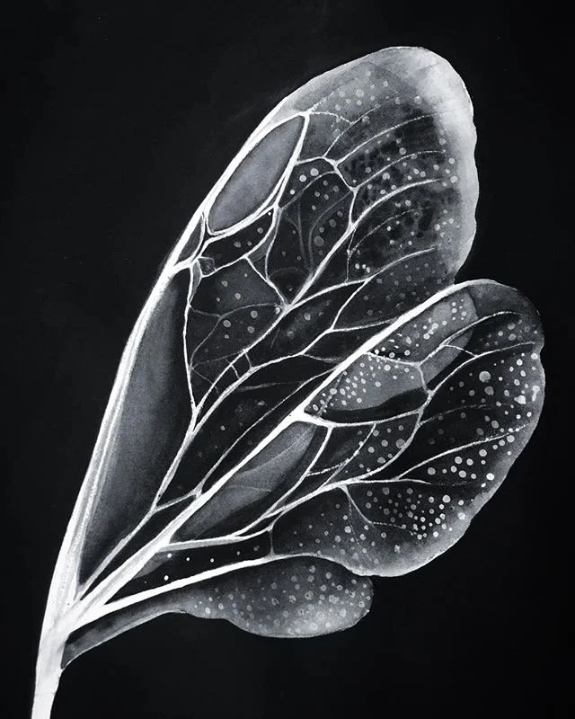 Animal - Insect - Diaphony.JPG