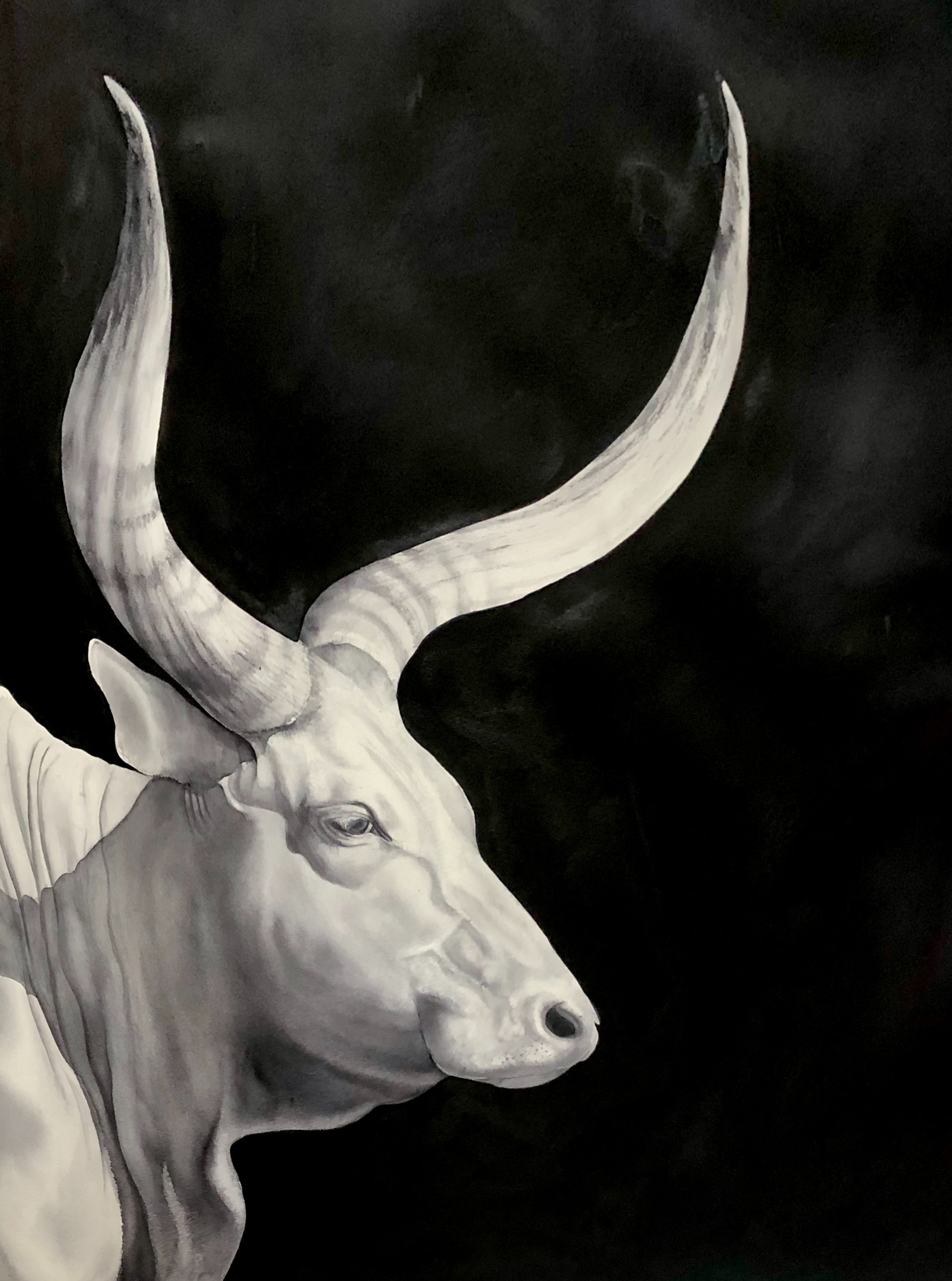 Animal+-+Bull+-+Bull+Ruth.jpg