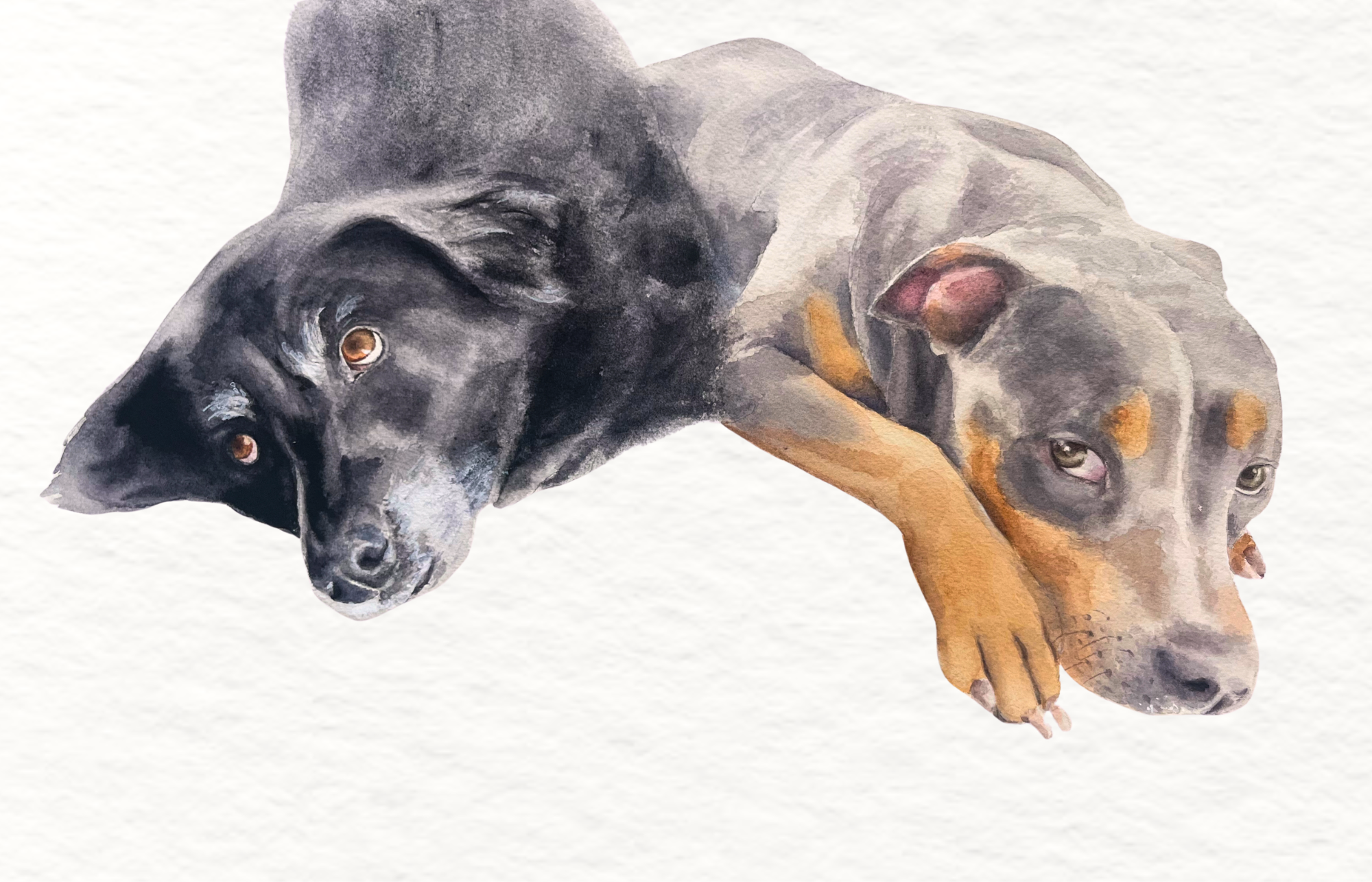 Dog - Huck + Ted (Poreh).png