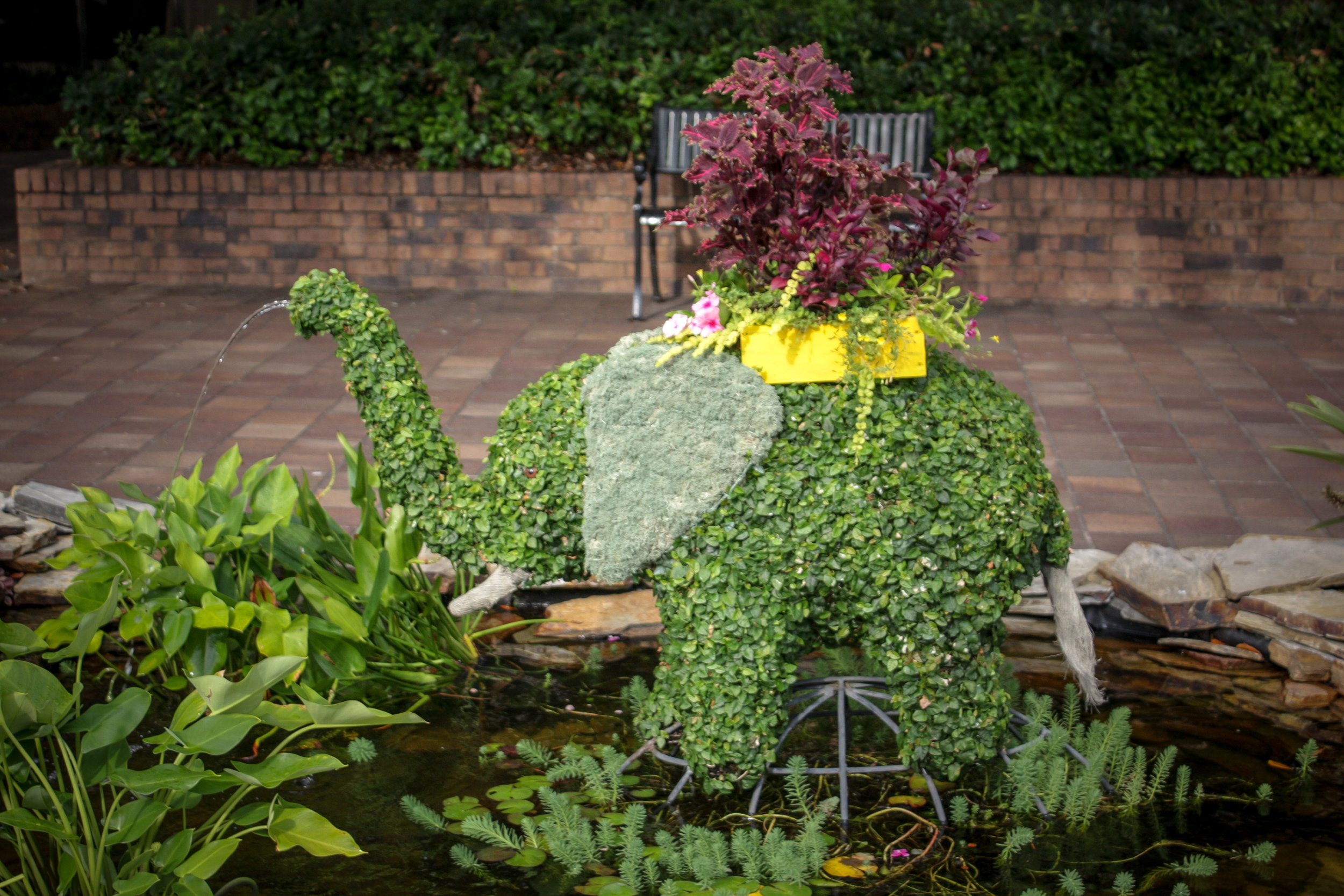 Horton, Baby Elephant