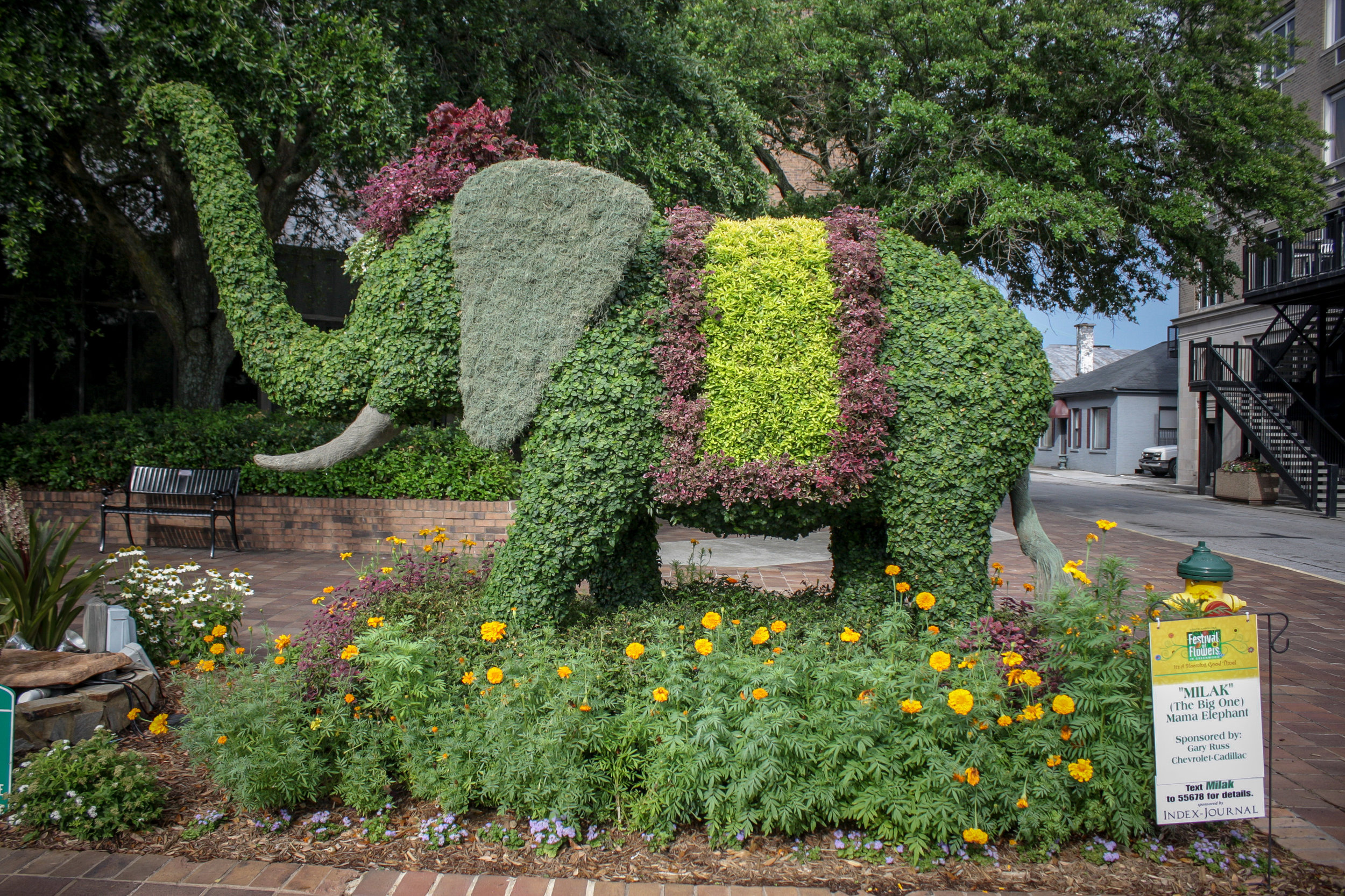 Milak, the Mama Elephant