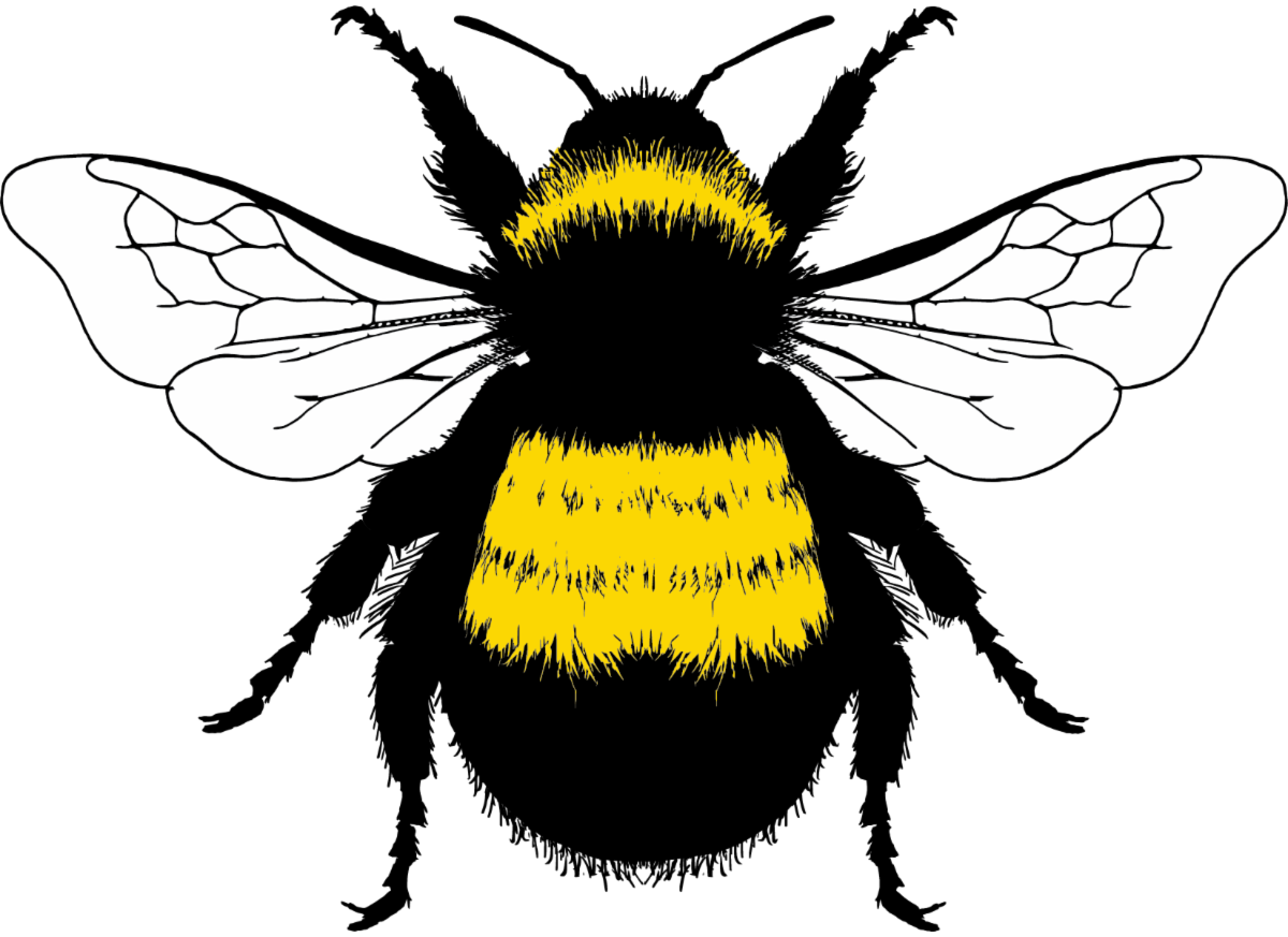 BCC_BumbleBee_SML.png