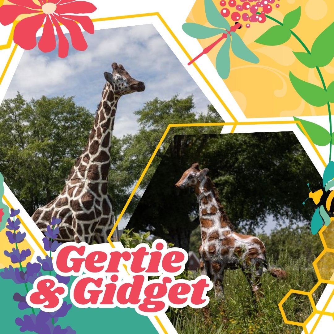 Kicking off our Topiary Spotlights with a fan favorite, Mama giraffe, Gertie and her baby, Gidget! This cute pair will be grazing in Uptown Greenwood all summer! These two are proudly sponsored by Lonza Group of Greenwood. 🦒🌸

#scfof2024 #seewhatth