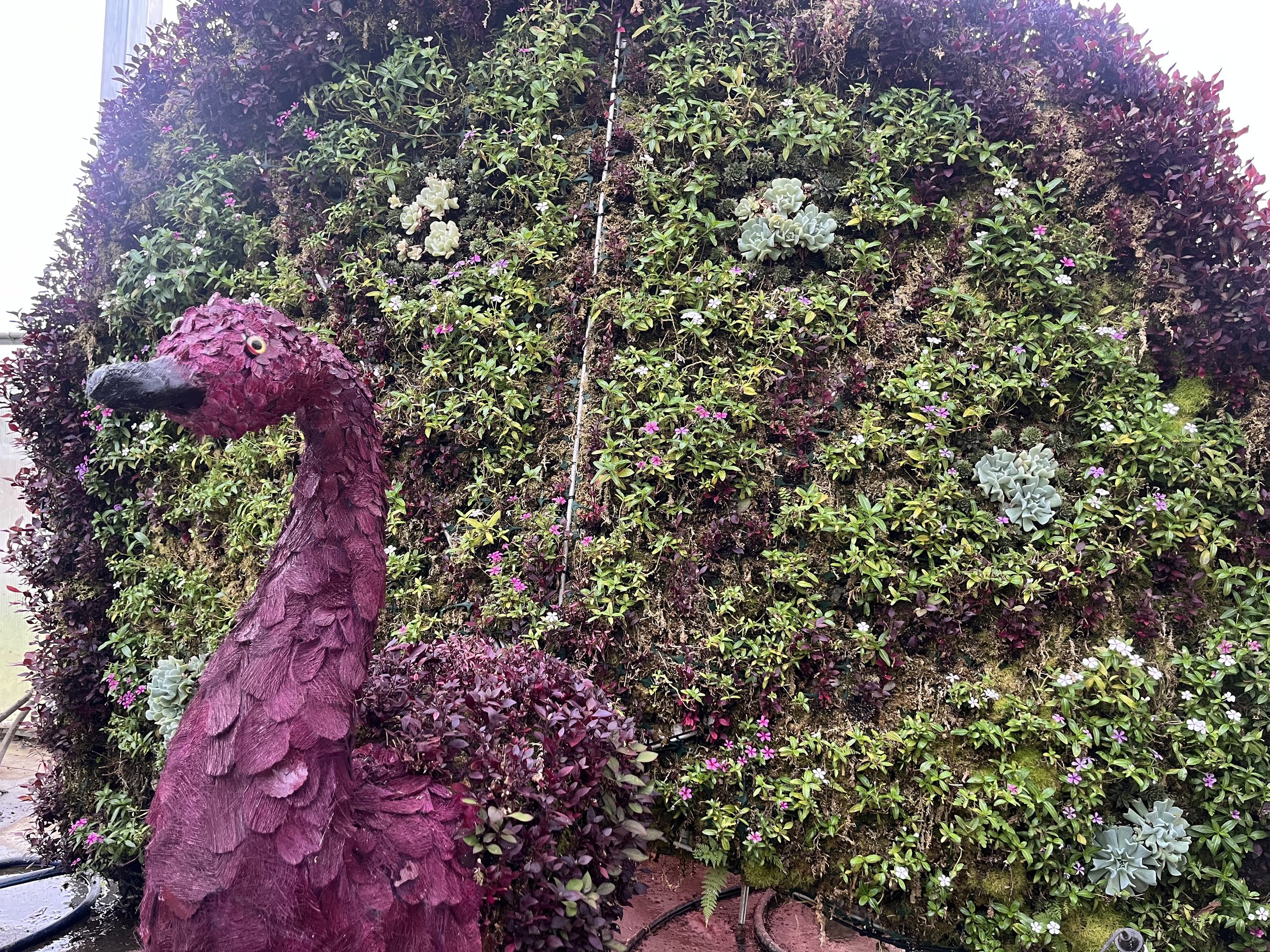 Pete the Peacock