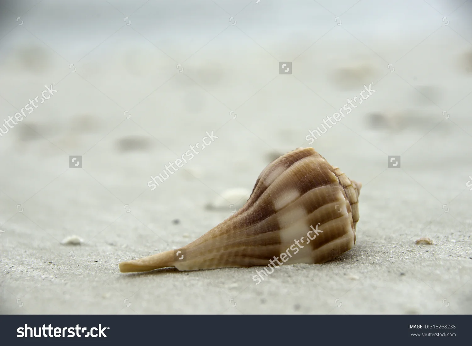 stock-photo-shells-in-bonita-springs-beach-on-florida-s-gulf-coast-318268238.jpg