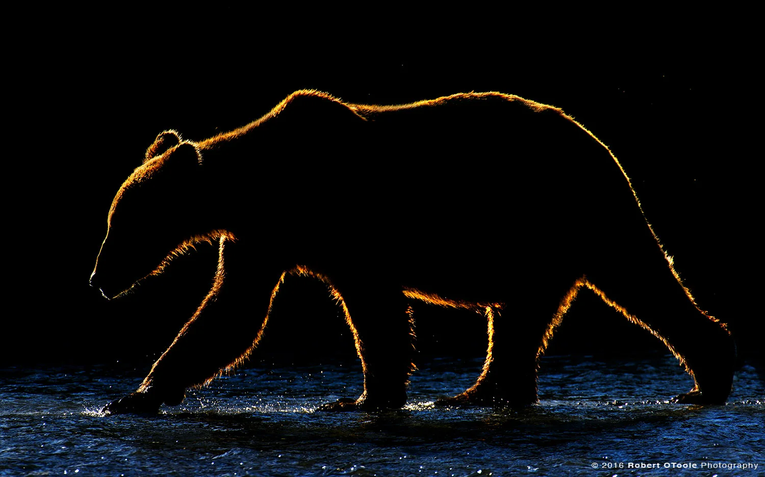 Lighting bear. Trix Alaska Bear.