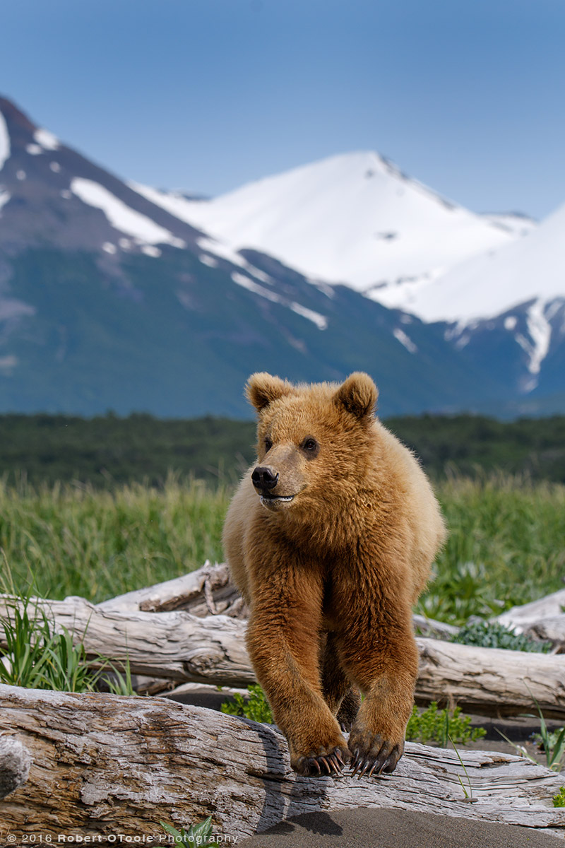 Brown Bear Cub Jump in Alaska