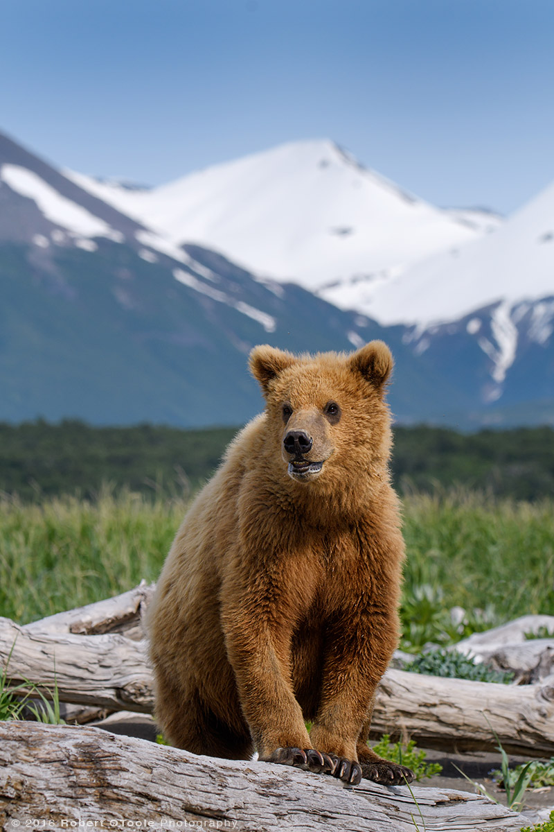 Bear-cub-portrait-Katmai-Alaska-Robert-OToole-Photography-2016