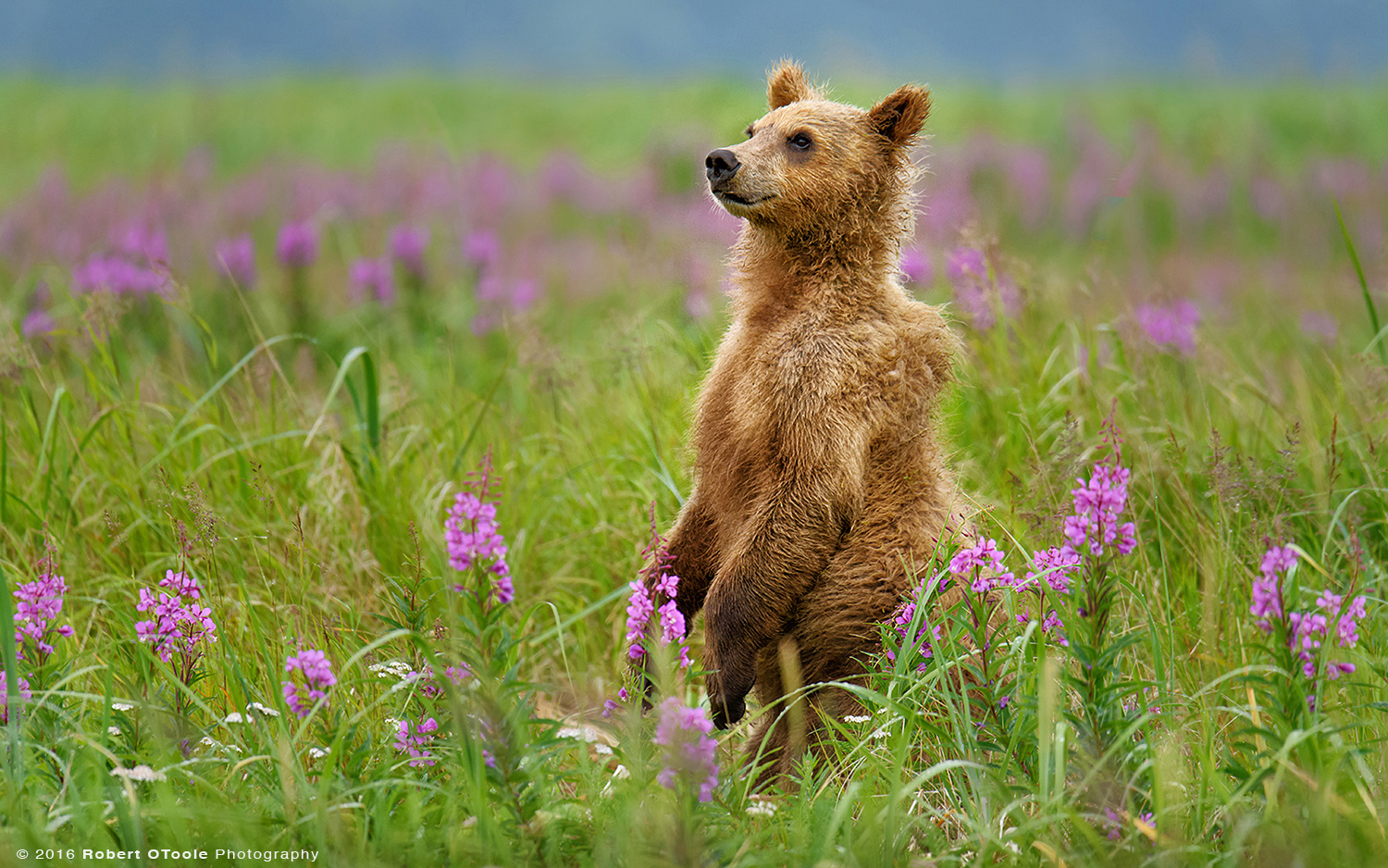 Bear-cub-in-fireweed-flowers-Robert-OToole-Photography