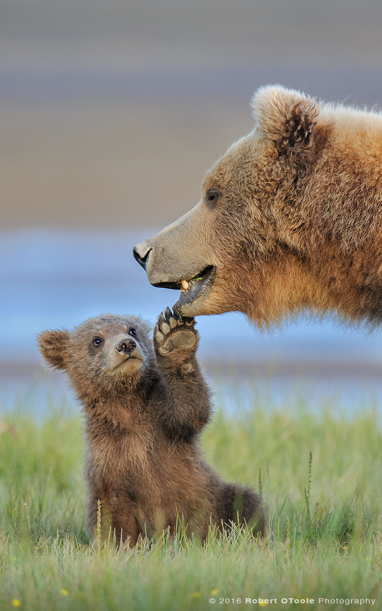 Bear-cub-touching-mother-alaska-Robert-OToole-Photography