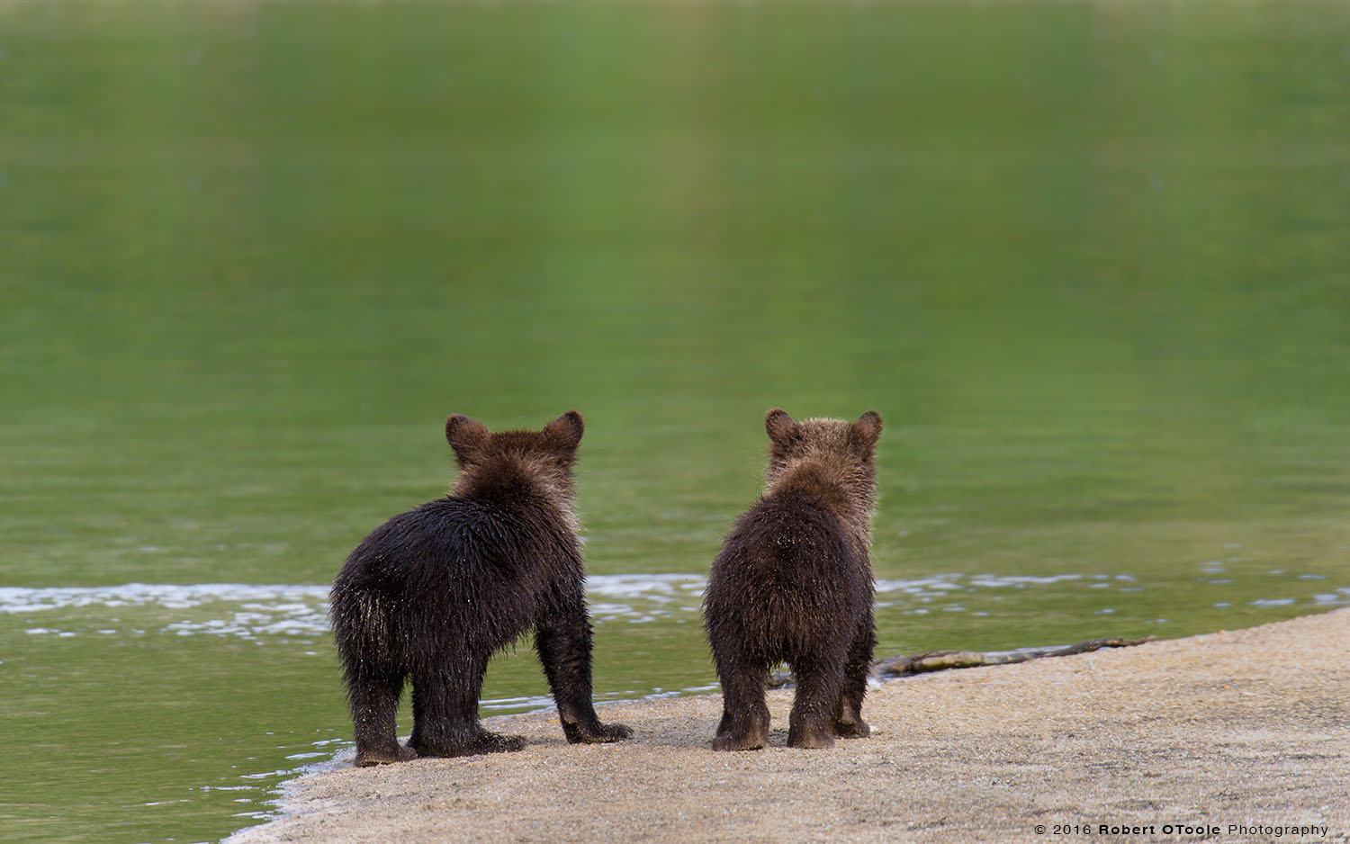 Bear-cubs-waiting-for-mom-Katmai-NP-August-2015-Robert-OToole-Photography