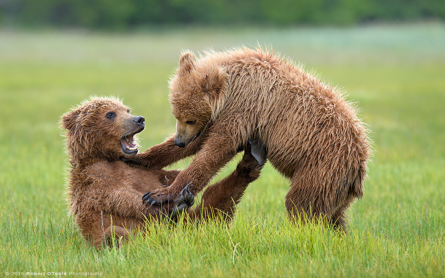Bear-cubs-big-mouth-Katmai-Alaska-Robert-OToole-Photography-2016