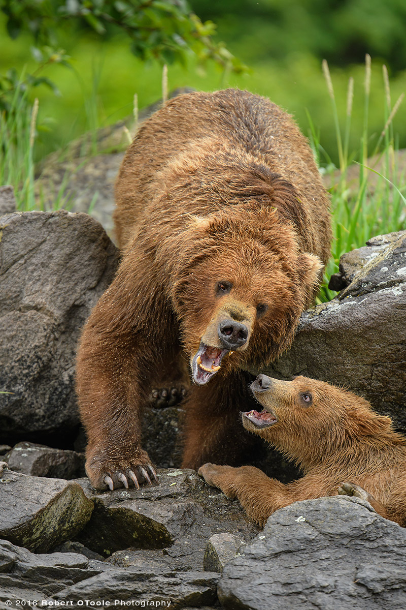 Bear-mother-cub-playing-on-rocks-Katmai-Alaska-Robert-OToole-Photography-2016