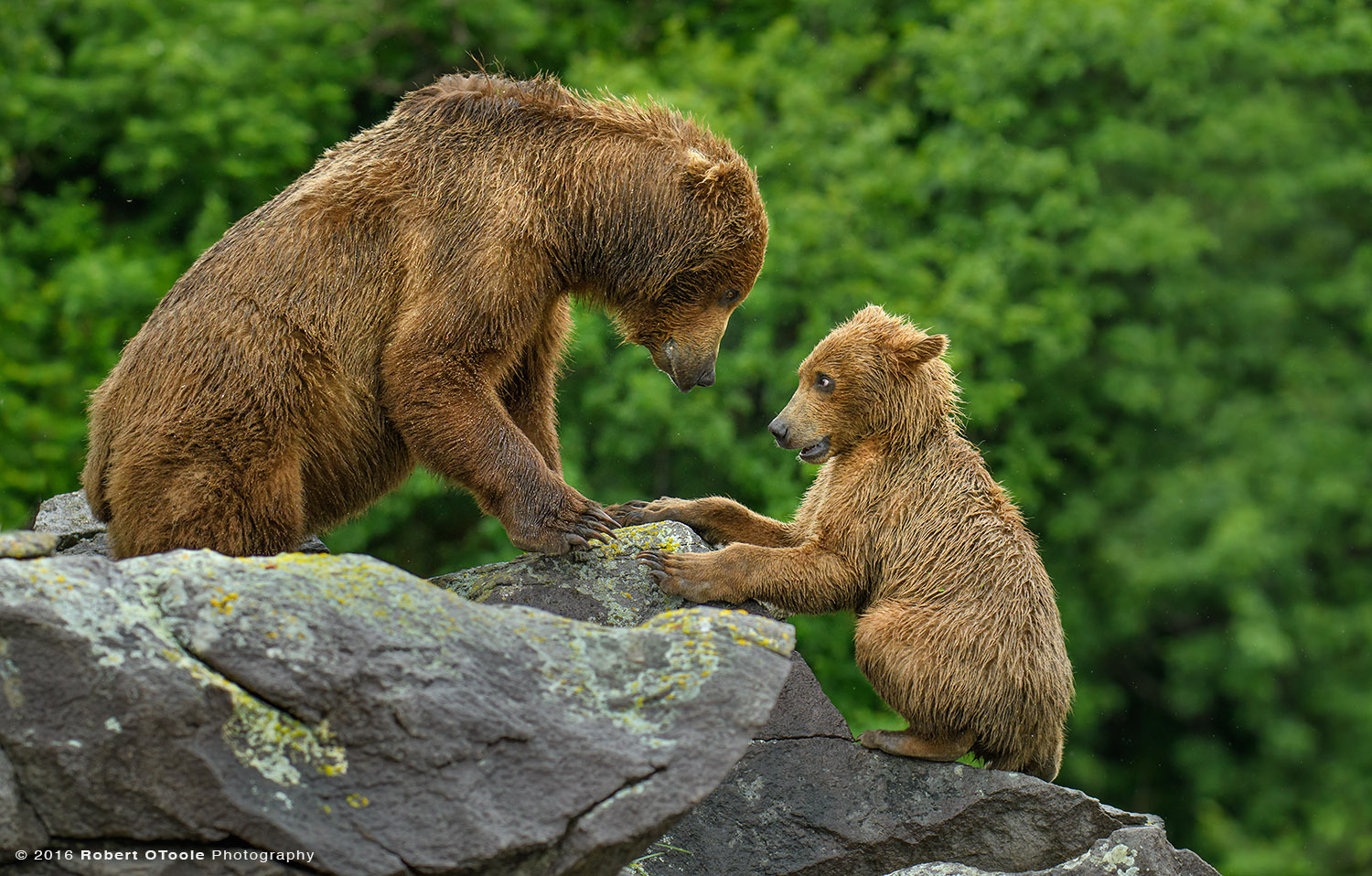 Bear-mother-cub-playing-on-the-rocks-eye-to-eye-Katmai-Alaska-Robert-OToole-Photography-2016