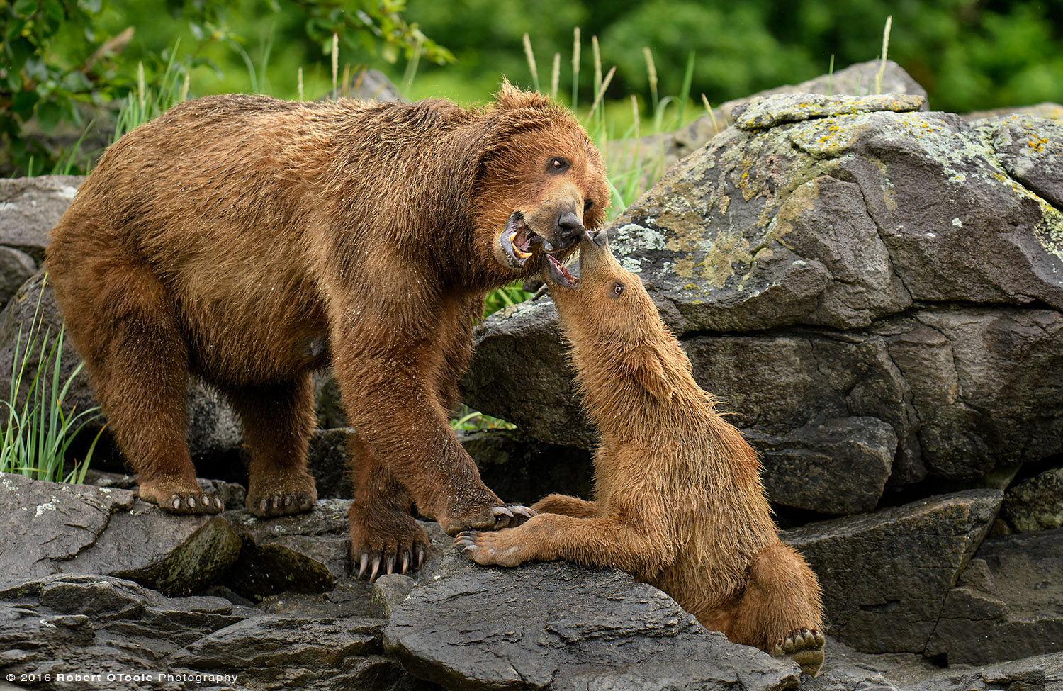 Bear Mother Playing with Cub on the Rocks