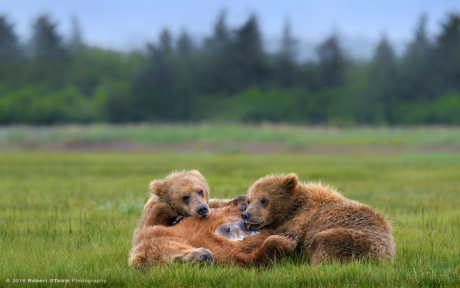 Bear-mother-nursing-Katmai-Alaska-Robert-OToole-Photography-2016