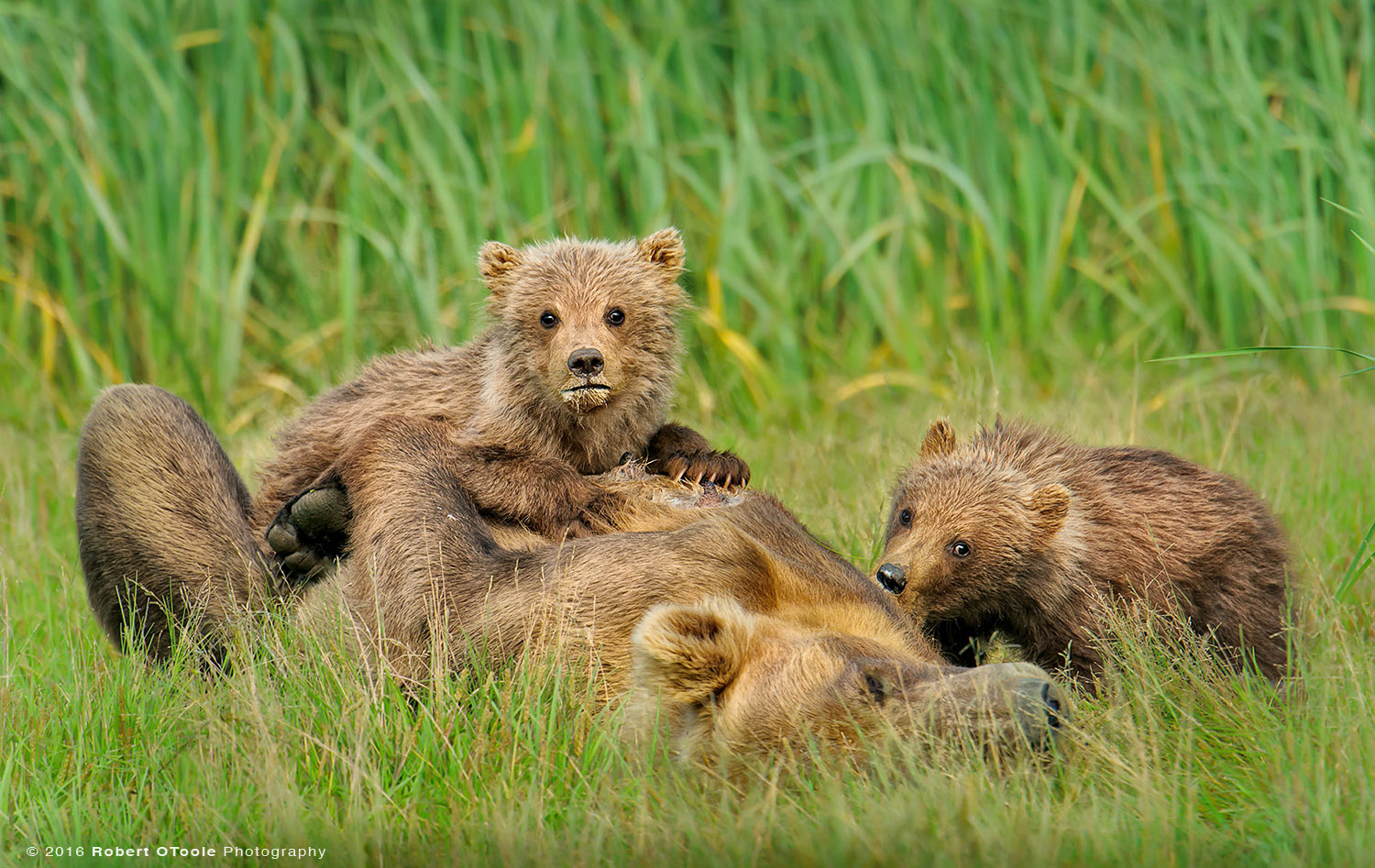 Brown Bear and Cubs Nursing 