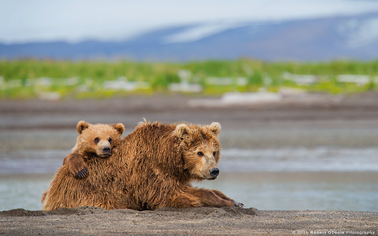 Brown Bear Cub Resting on Mother on the Beach