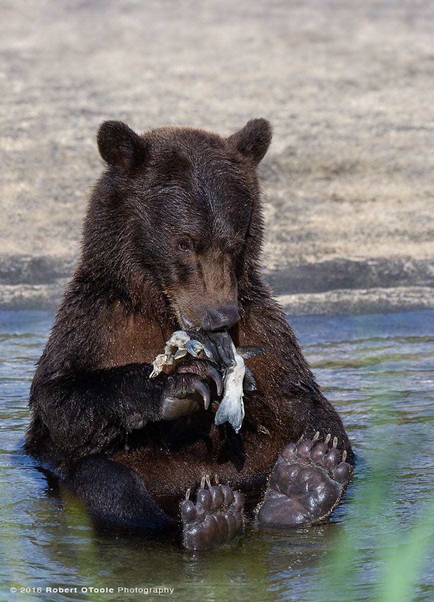 Brown Bear Cub Sitting with  Silver Salmon 