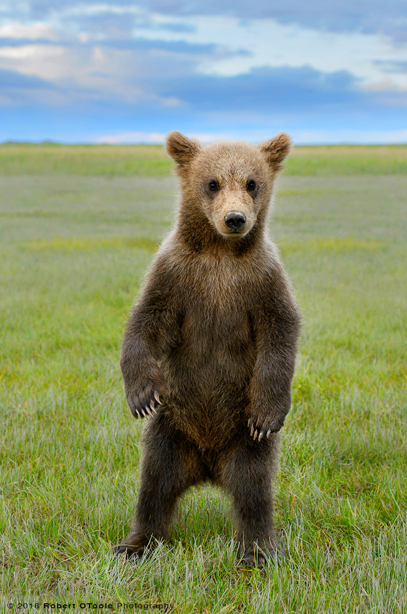 Brown Bear Cub Standing on its Back Feet 