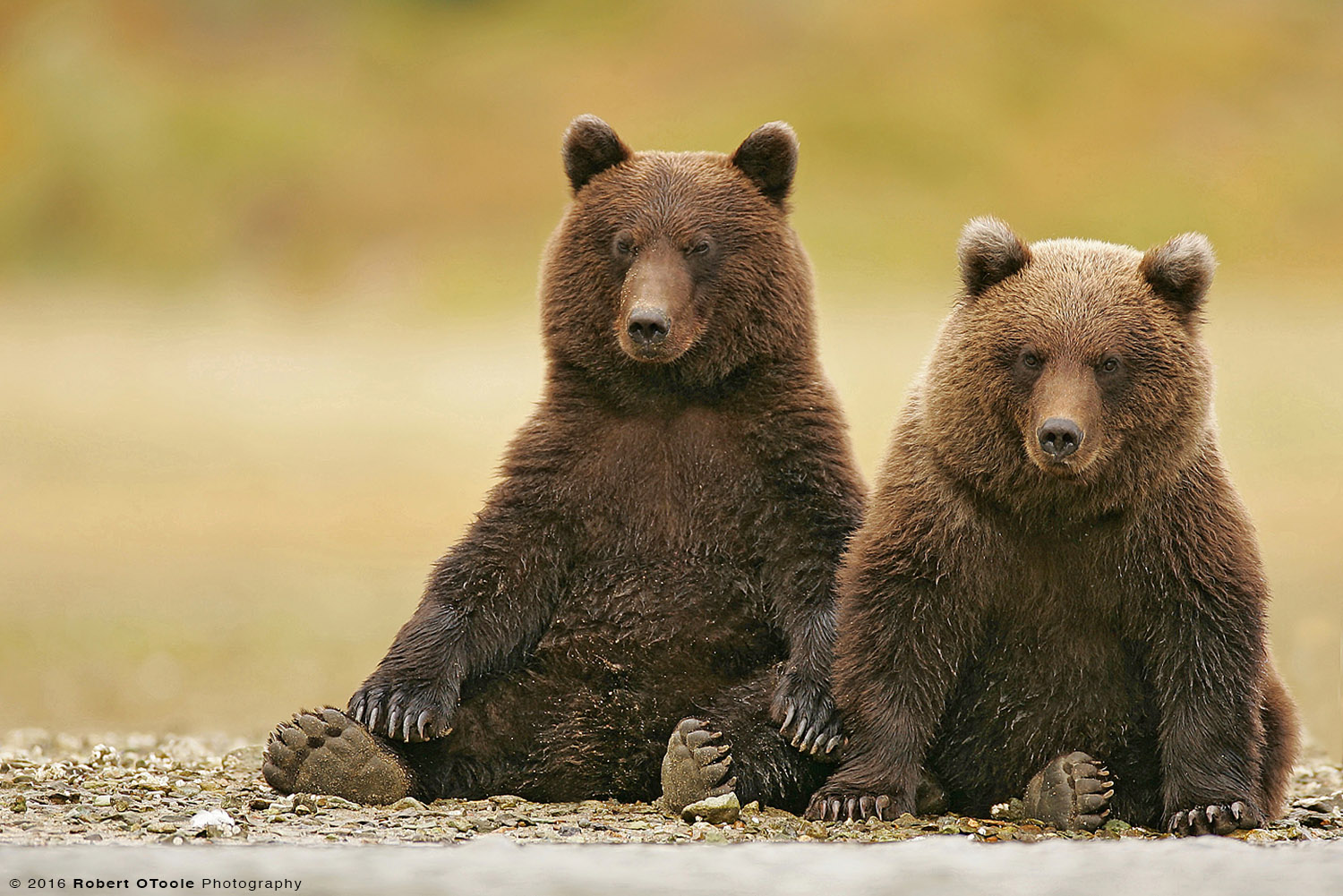 Brown Bear Cubs Sitting on the Bank of the River 