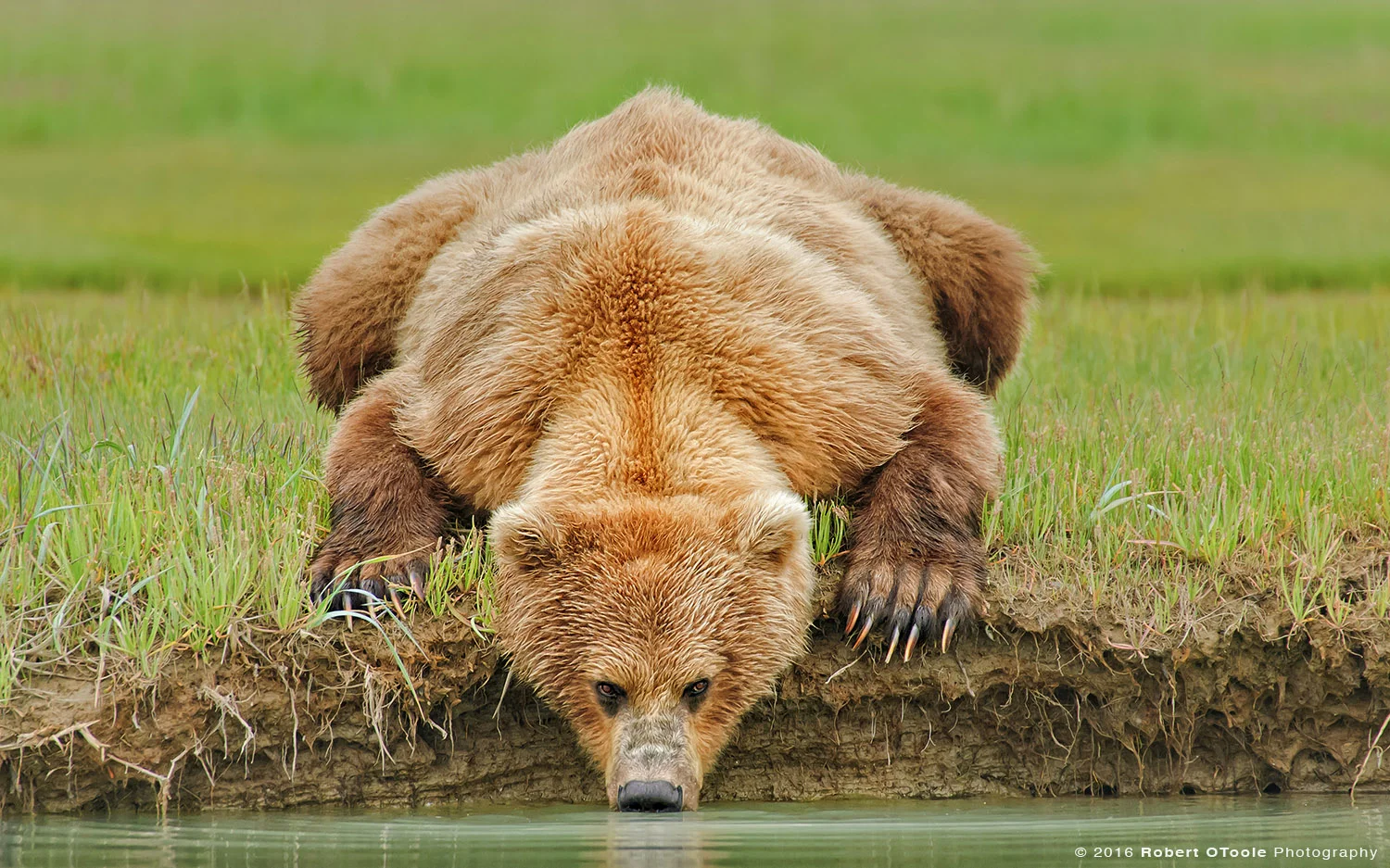 Brown Bear Laying Drinking Water from the Creek in Hallo Bay