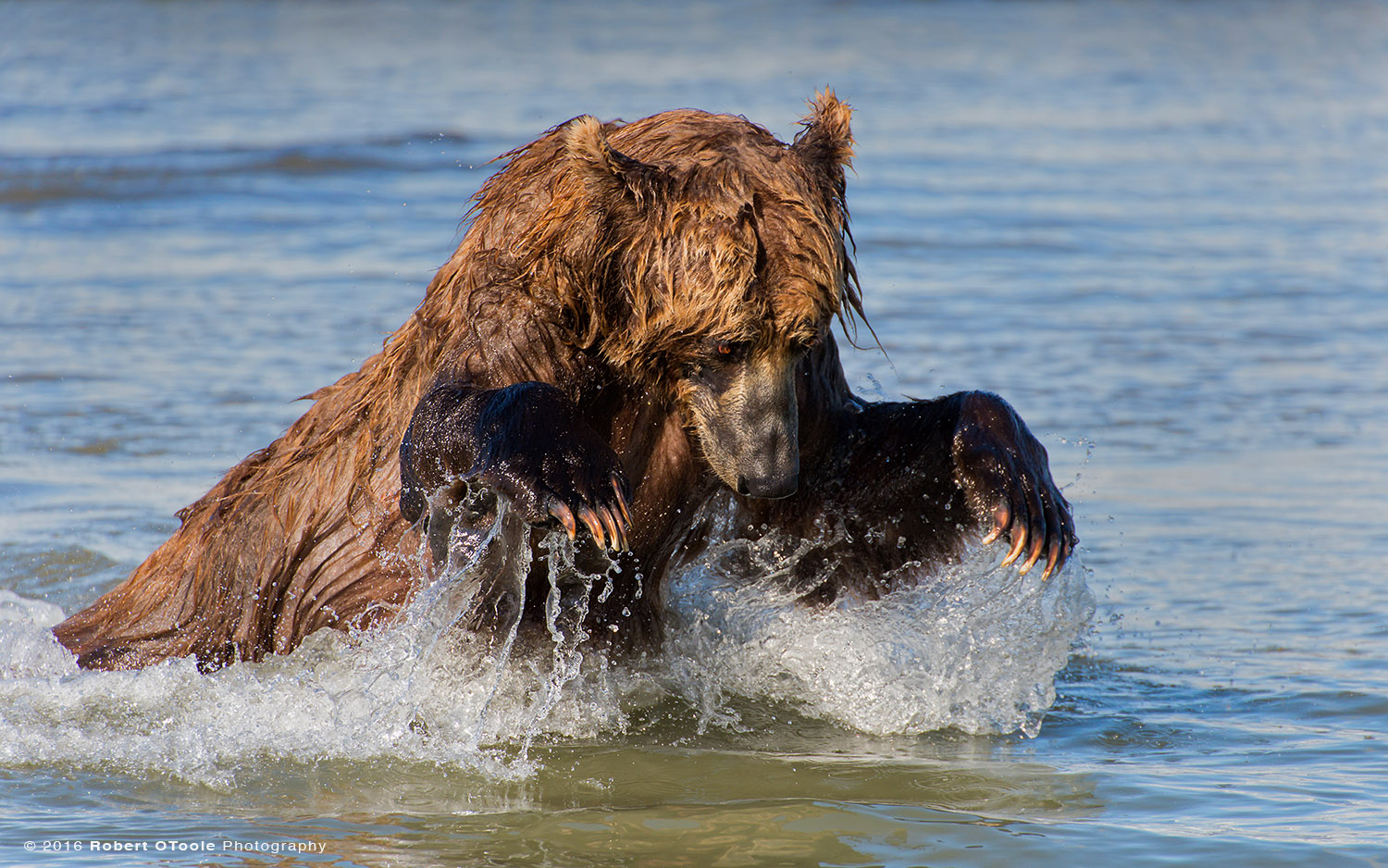 Brown Bear Lunging for Salmon