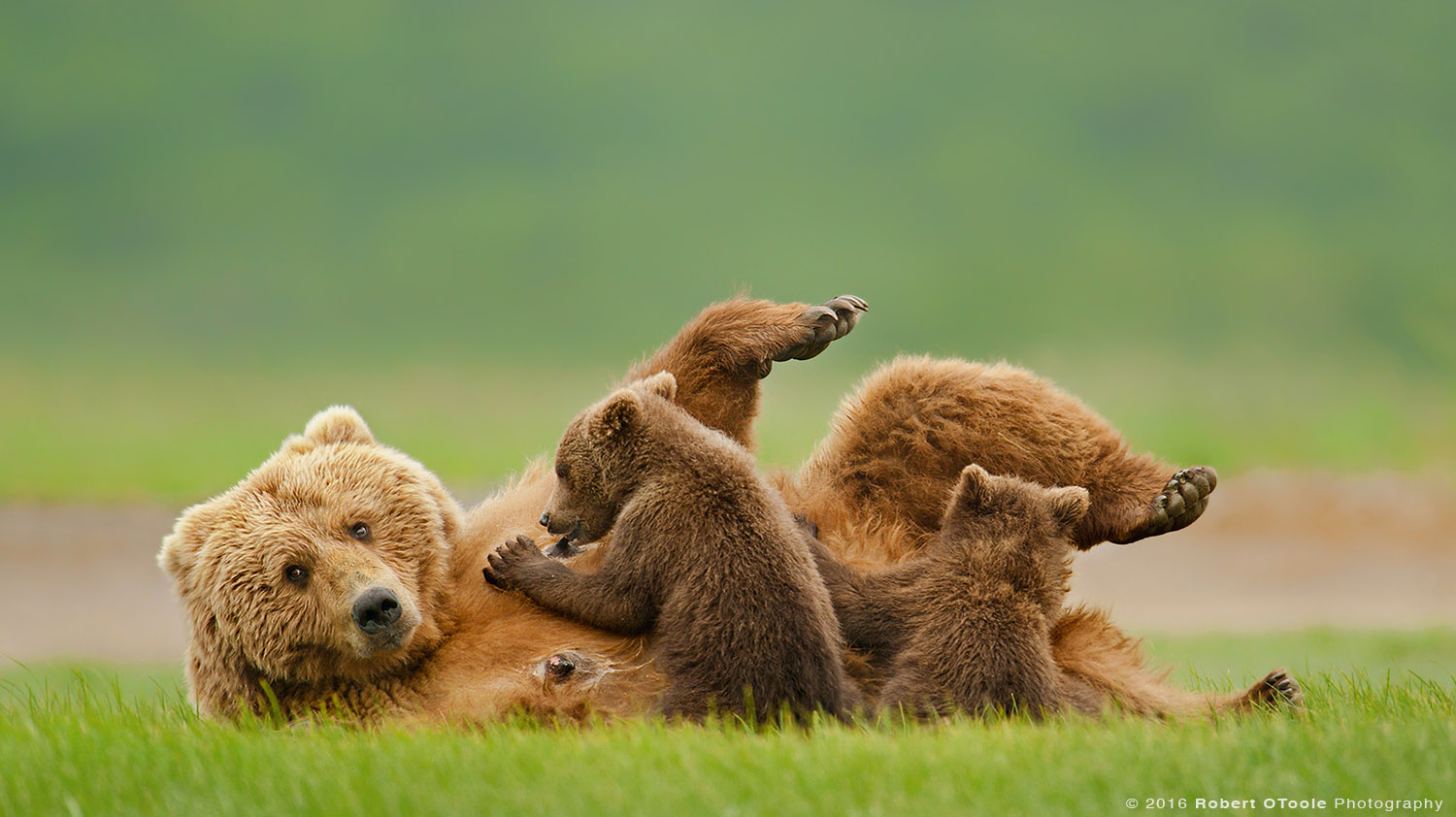 Brown Bear Nursing Two Cubs