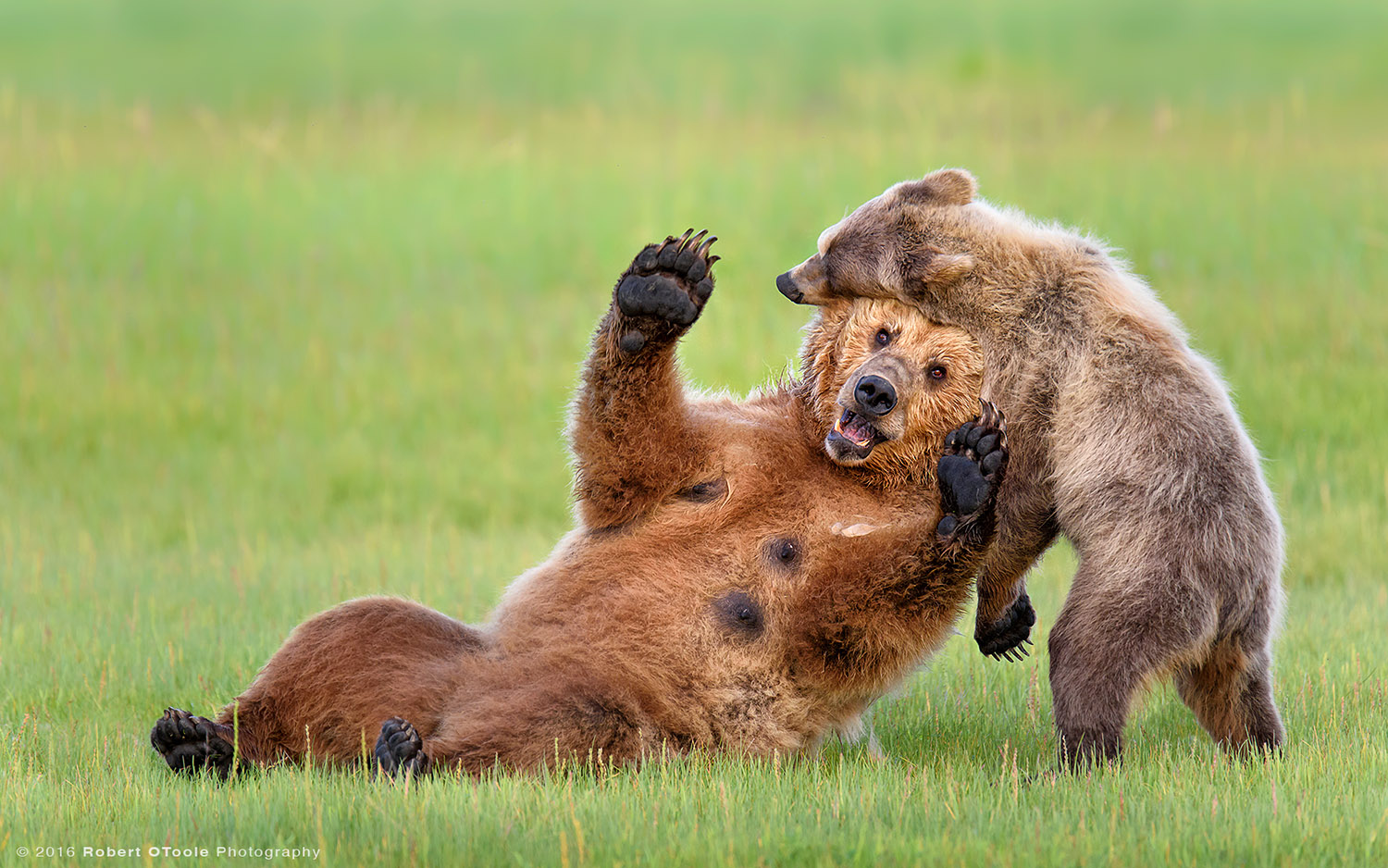 Brown Bear Mother and Cub Enjoying Playtime