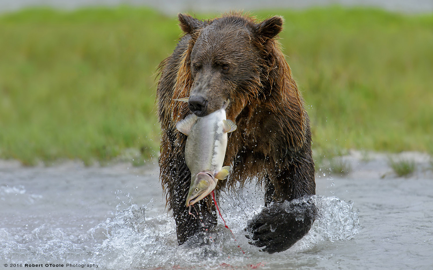 Brown Bear with Catch in Mouth