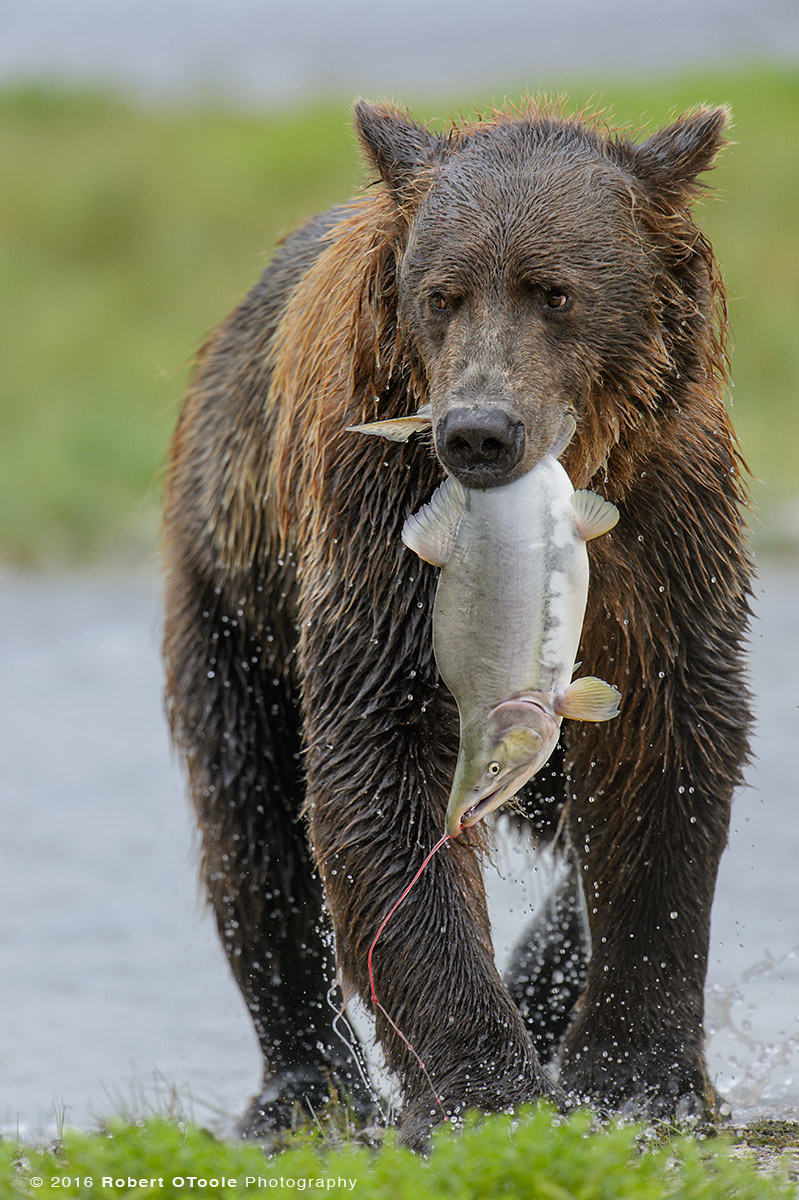 Brown Bear with Humpy Salmon