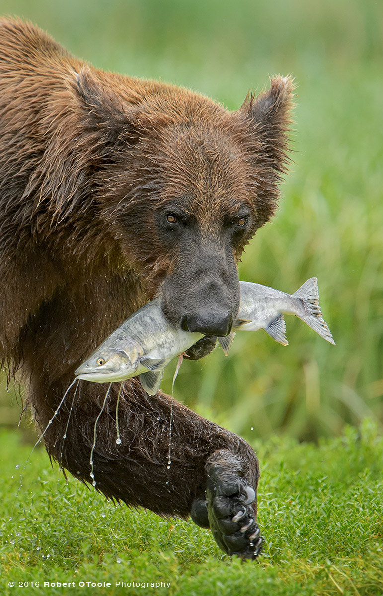 Brown Bear with Pink Salmon Vertical