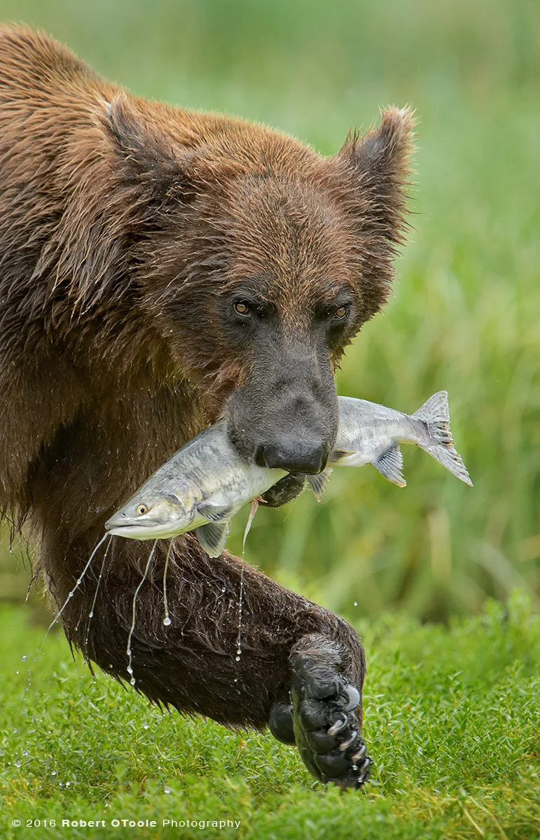 Brown Bear with Pink Salmon Vertical