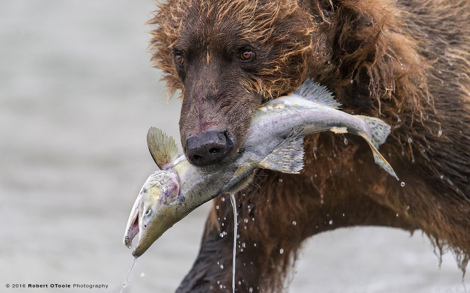 Brown Bear with Salmon Close up