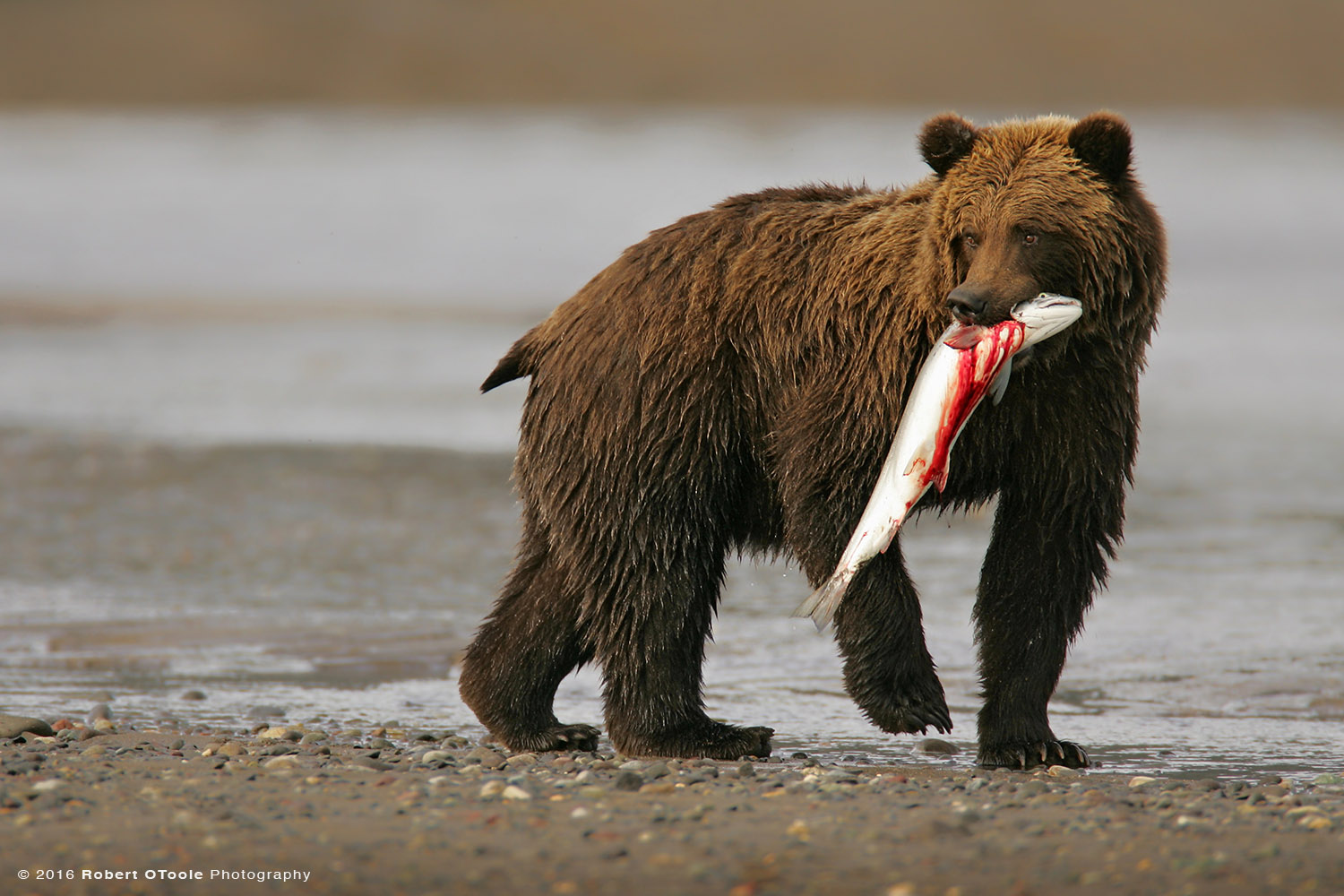 BrownBear-with-Bloody-Salmon- silver- Salmon-River-Alaska-Robert-OToole-Photography