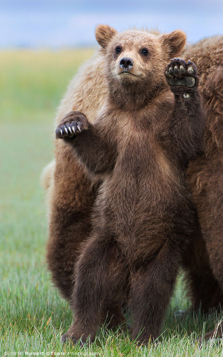 Cub-standing-hallo-2014-Robert-OToole-Photography