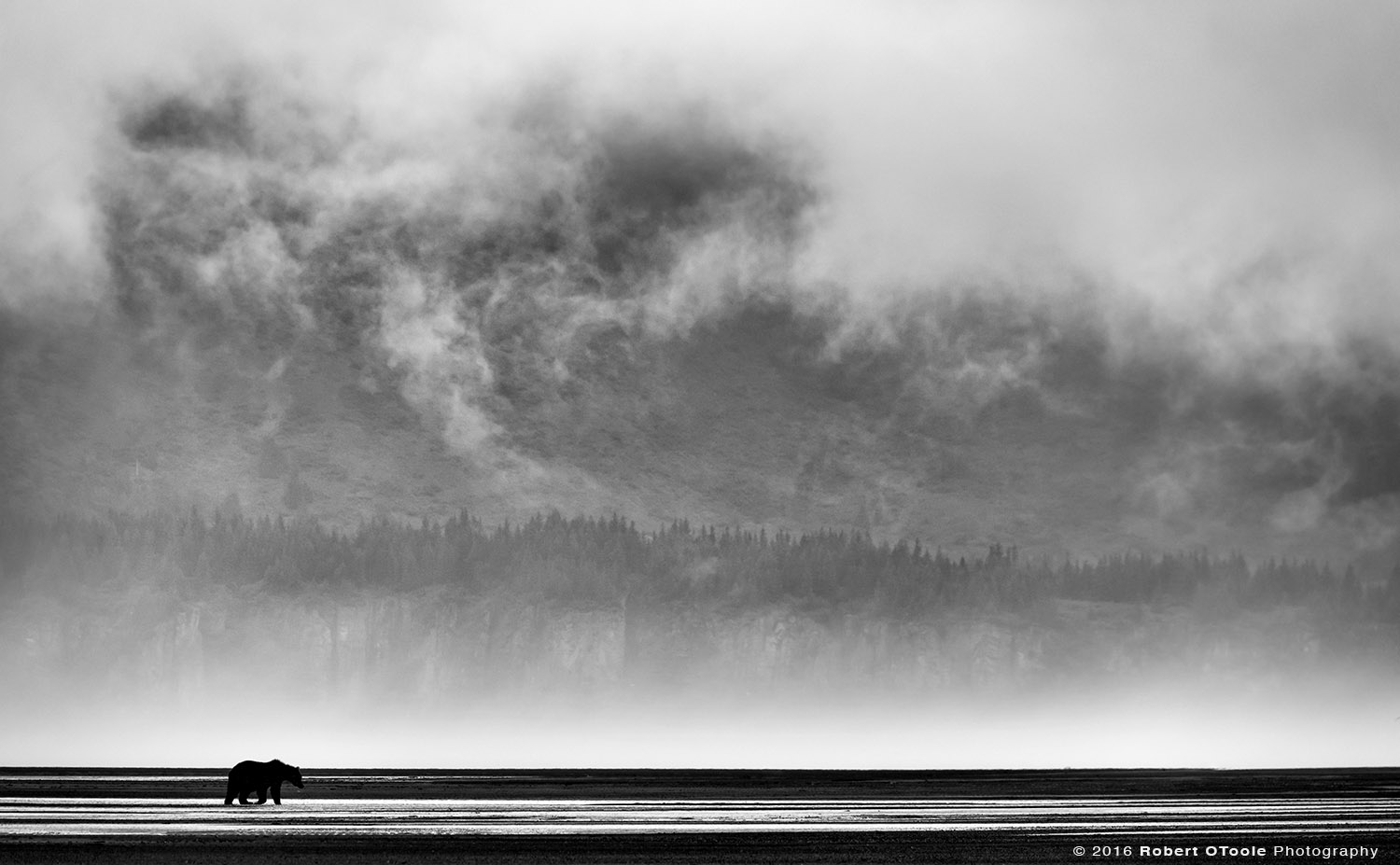 Brown Bear Hallo Bay Mist and Clouds in Alaska