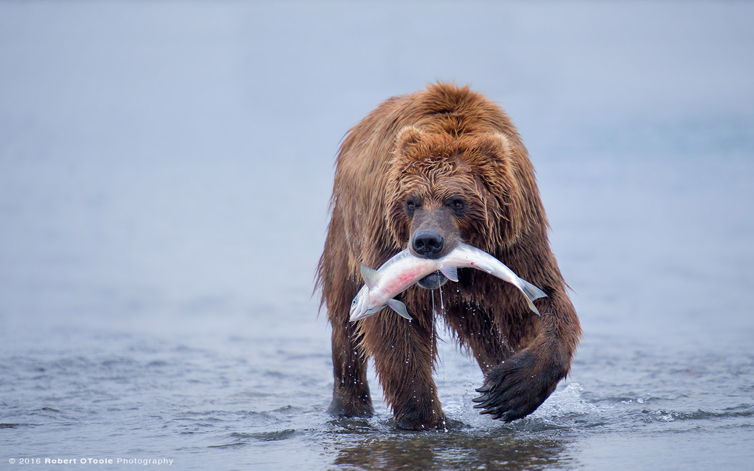 Hallo-bear-with-fish-2014-Robert-OToole-Photography