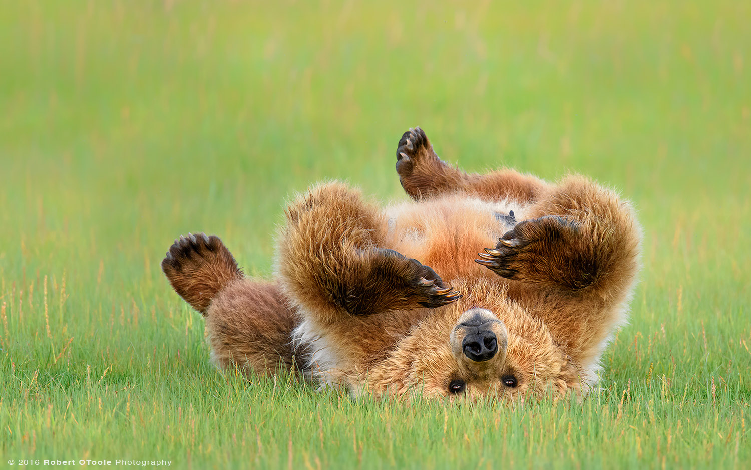 Brown-bear-upside-down-Robert-OToole-Photography-2015