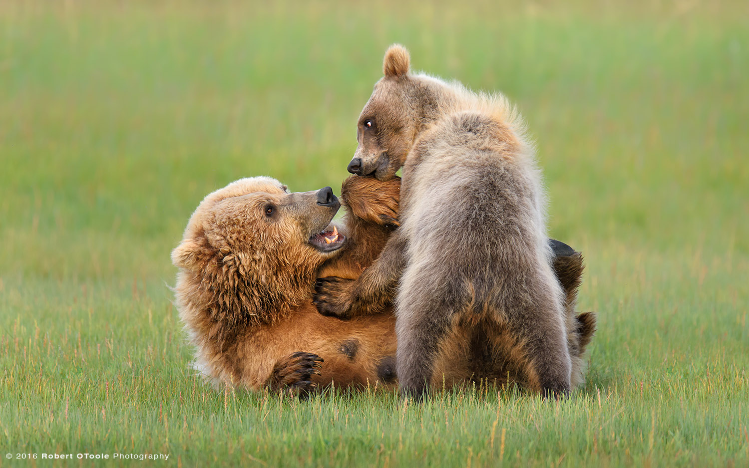 Brown Bear Mother and Cub Stand up Eye Contact