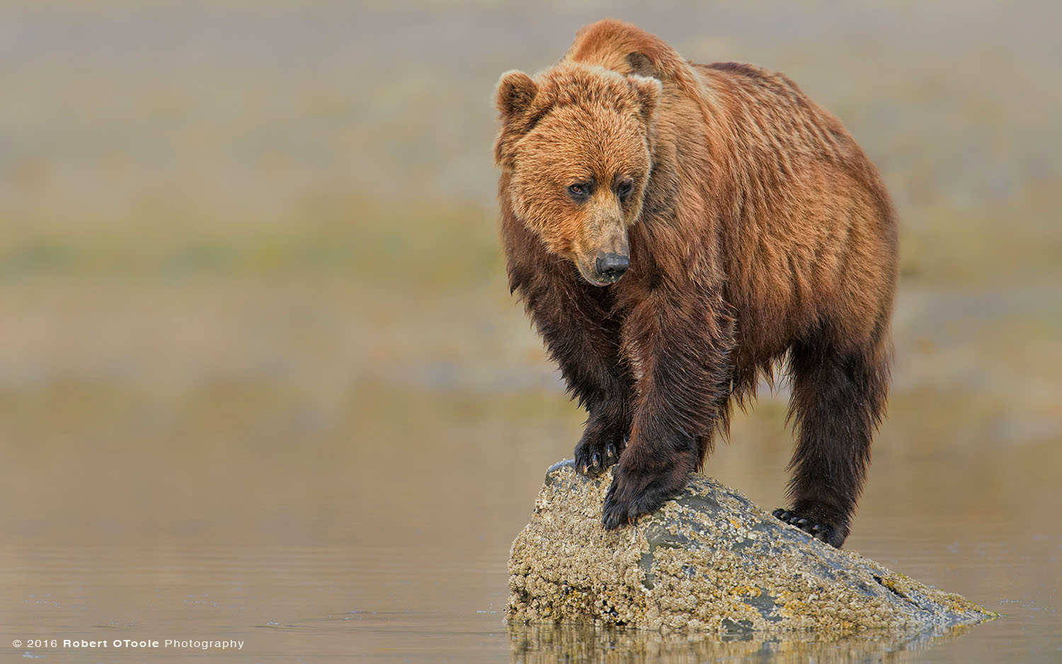 Brown Bear Sitting on Rock