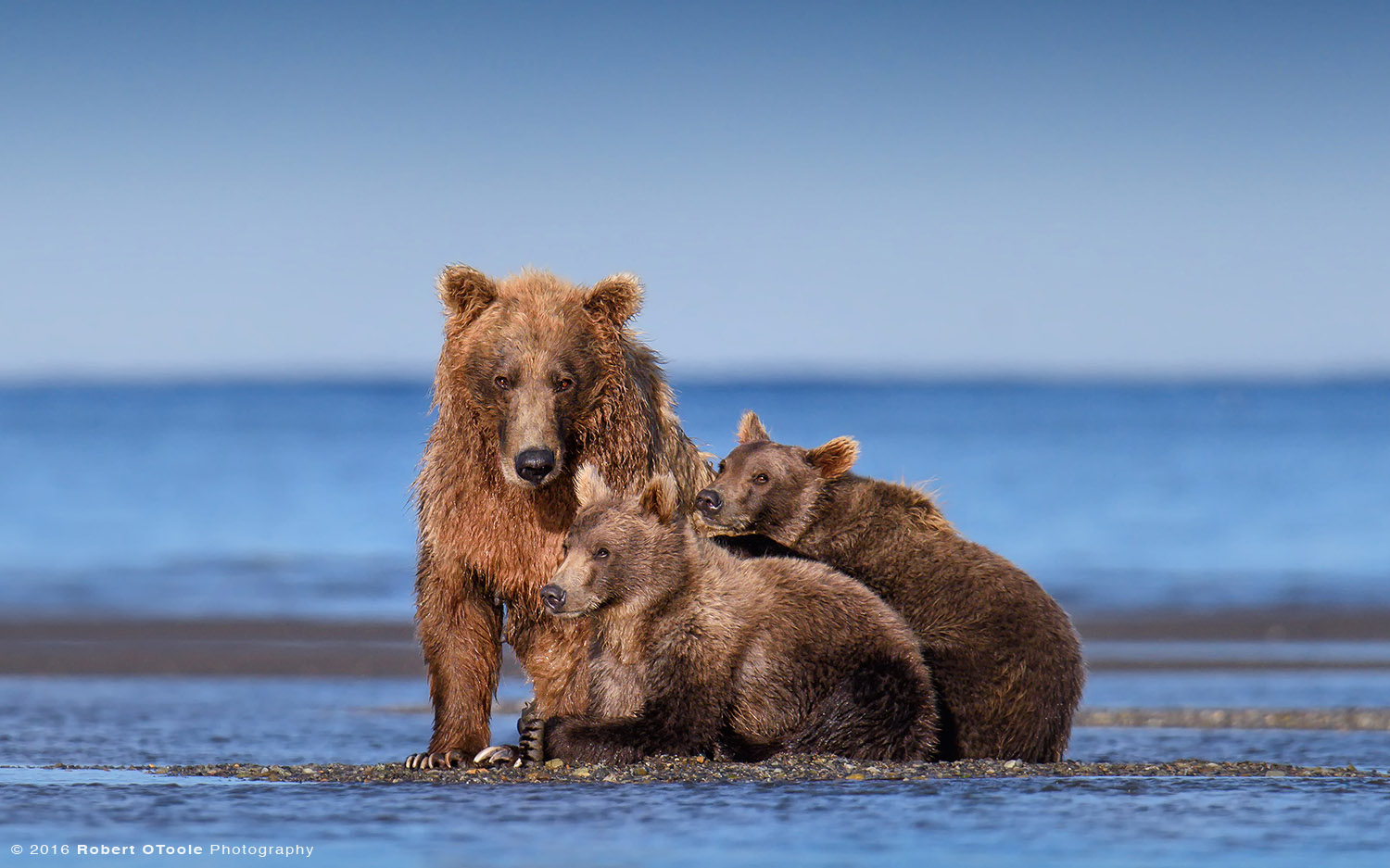 Mother and Cubs on the Beach