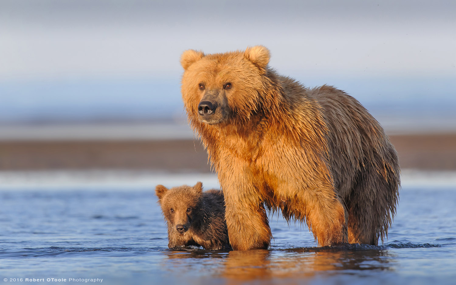 Mother-bear-and-cub-on-beach-on-perfect-morning-light-Robert-OToole-Photography