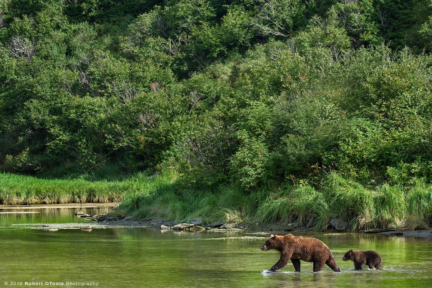 Mother Brown Bear and Cub Crossing a Creek