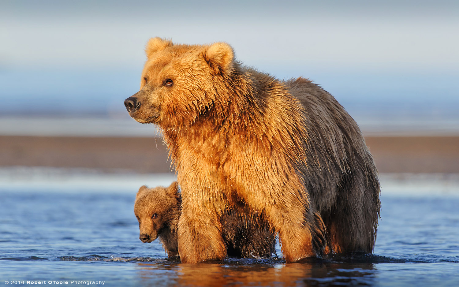 Brown Bear Mother and Cub in Super Morning Light