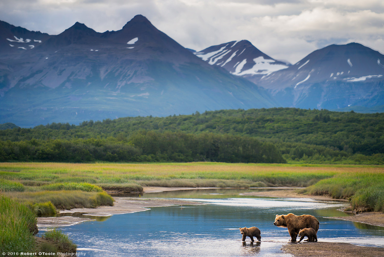 Mother Bear with Cubs with Mountains in the Background