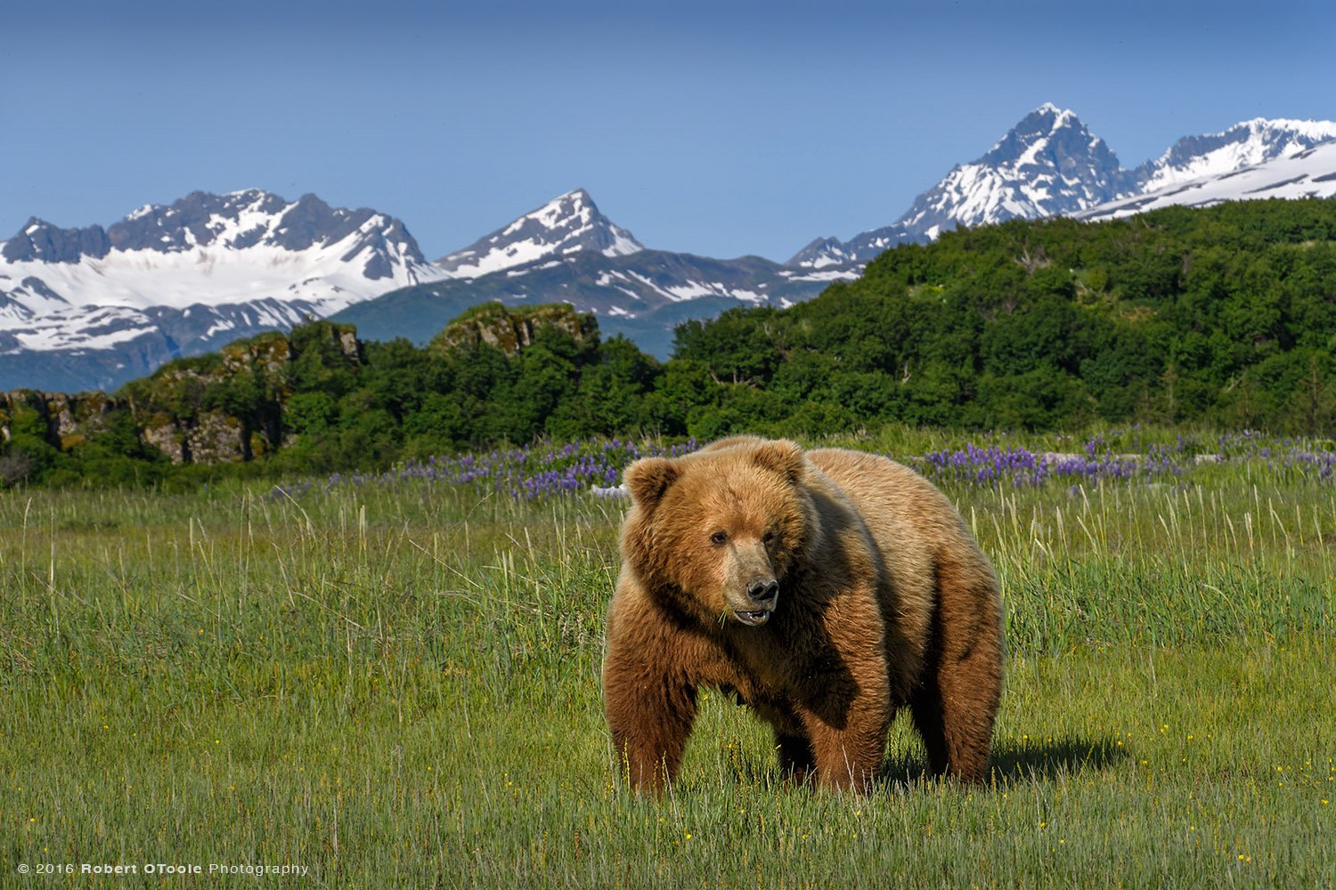 Mother-bear-mountains-and-fireweed-Hallo-Katmai-Alaska-Robert-OToole-Photography-2016