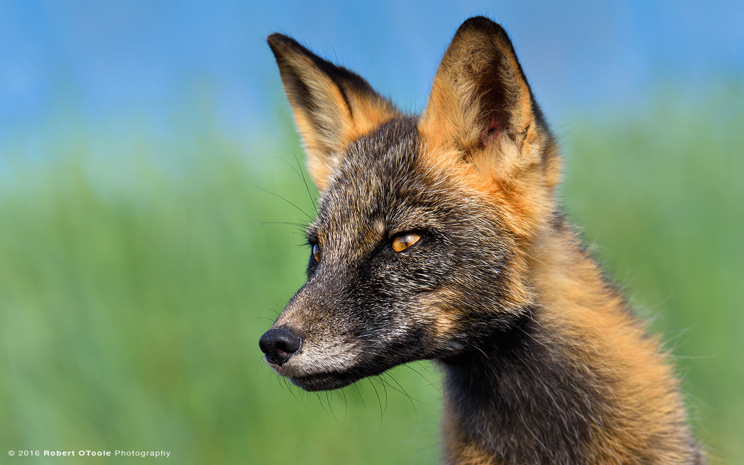 Mr. Cross Fox in blue-green-Background in Alaska