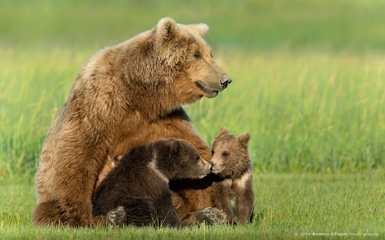 Mother-with-kissing-cubs-Hallo-Bay-2013-Robert-OToole-Photography